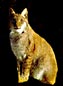 Cool Lynx